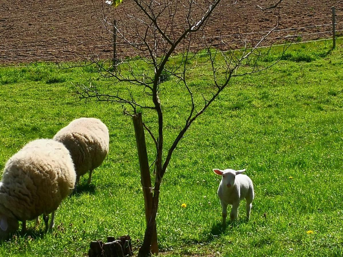 Ferienwohnungen 1 Bis 4 "Pumphut'S Scheune" Lengenfeld  Esterno foto