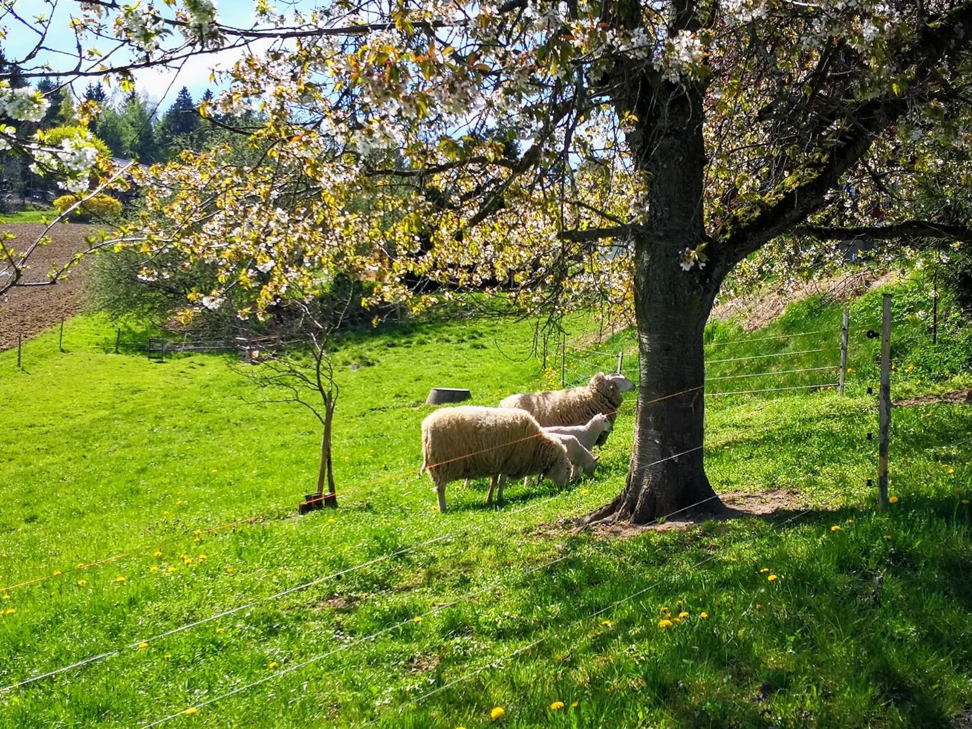 Ferienwohnungen 1 Bis 4 "Pumphut'S Scheune" Lengenfeld  Esterno foto