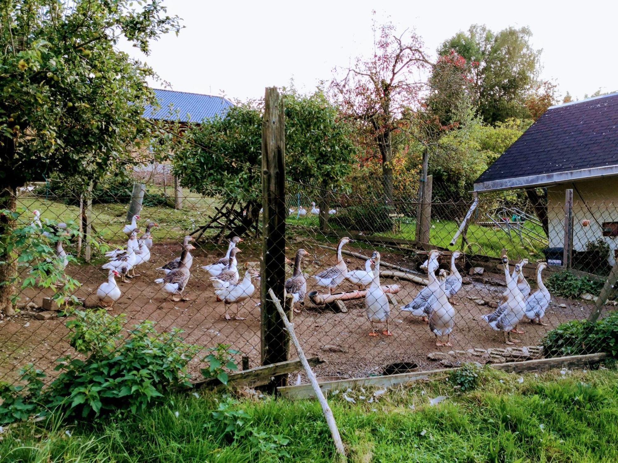 Ferienwohnungen 1 Bis 4 "Pumphut'S Scheune" Lengenfeld  Esterno foto